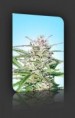 Early Bud